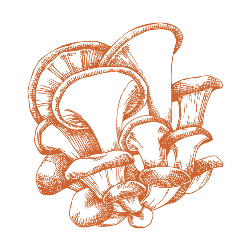 Ostra dorado